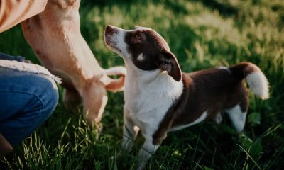 To hunde leger udenfor