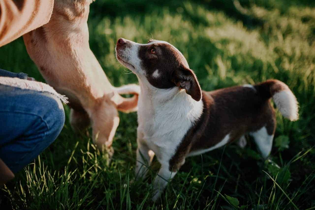 To hunde leger udenfor